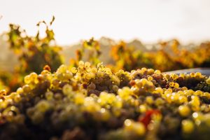 Vineyards Vine